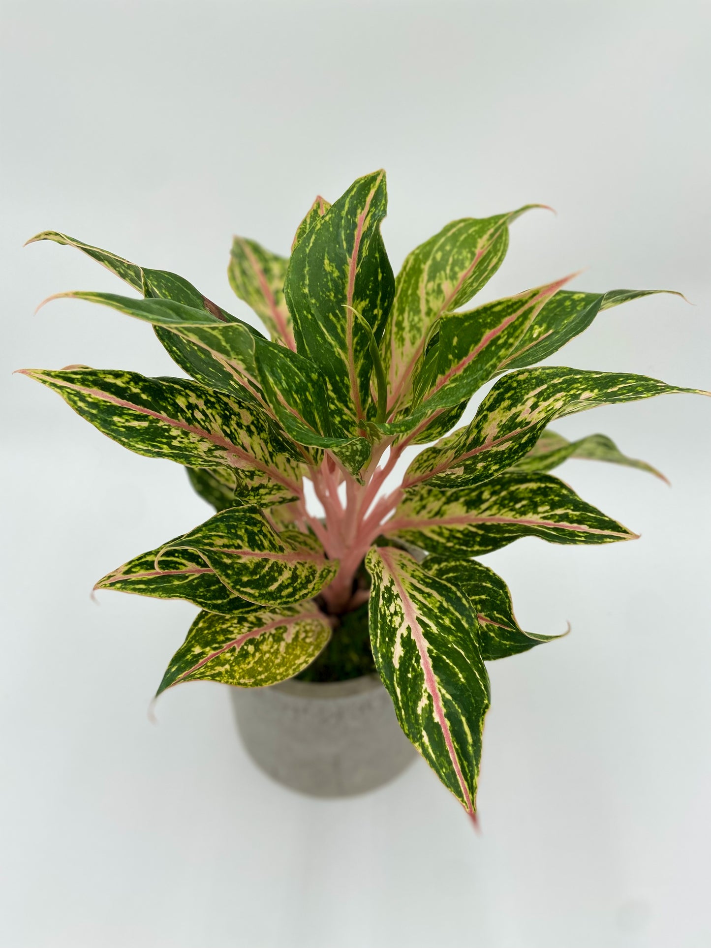 Agleonema "Dazzling Gem" Round Pot