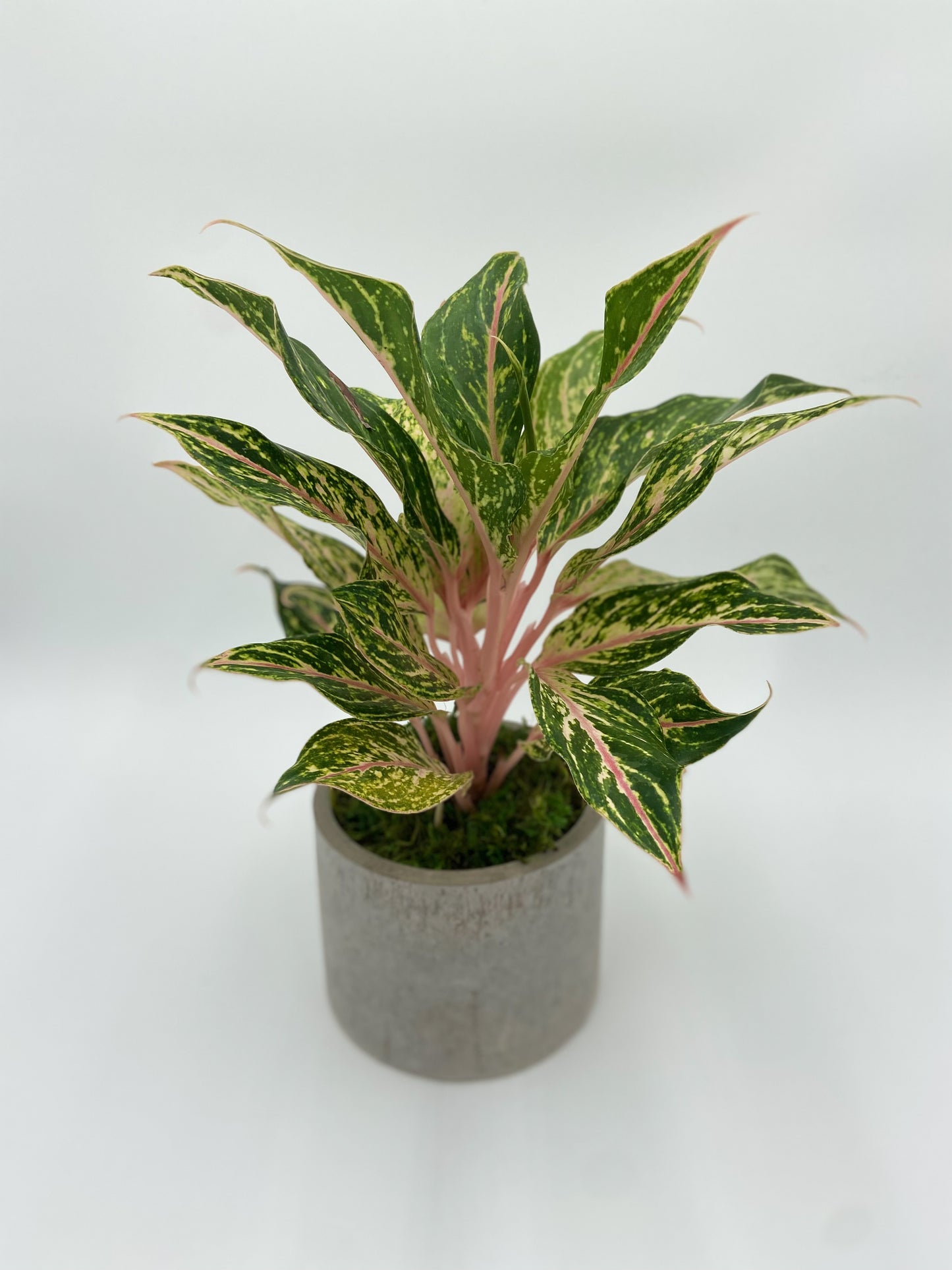 Agleonema "Dazzling Gem" Round Pot