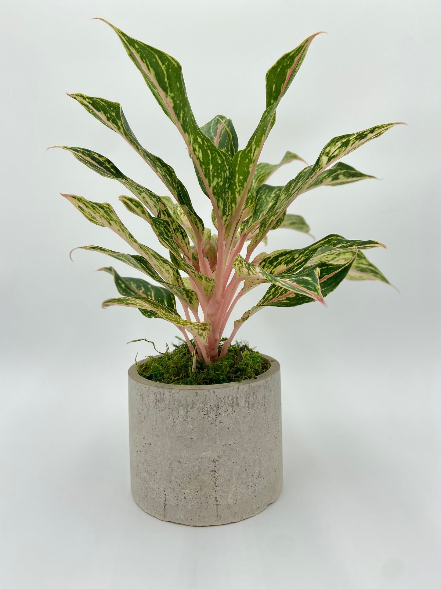 Agleonema "Dazzling Gem" Round Pot