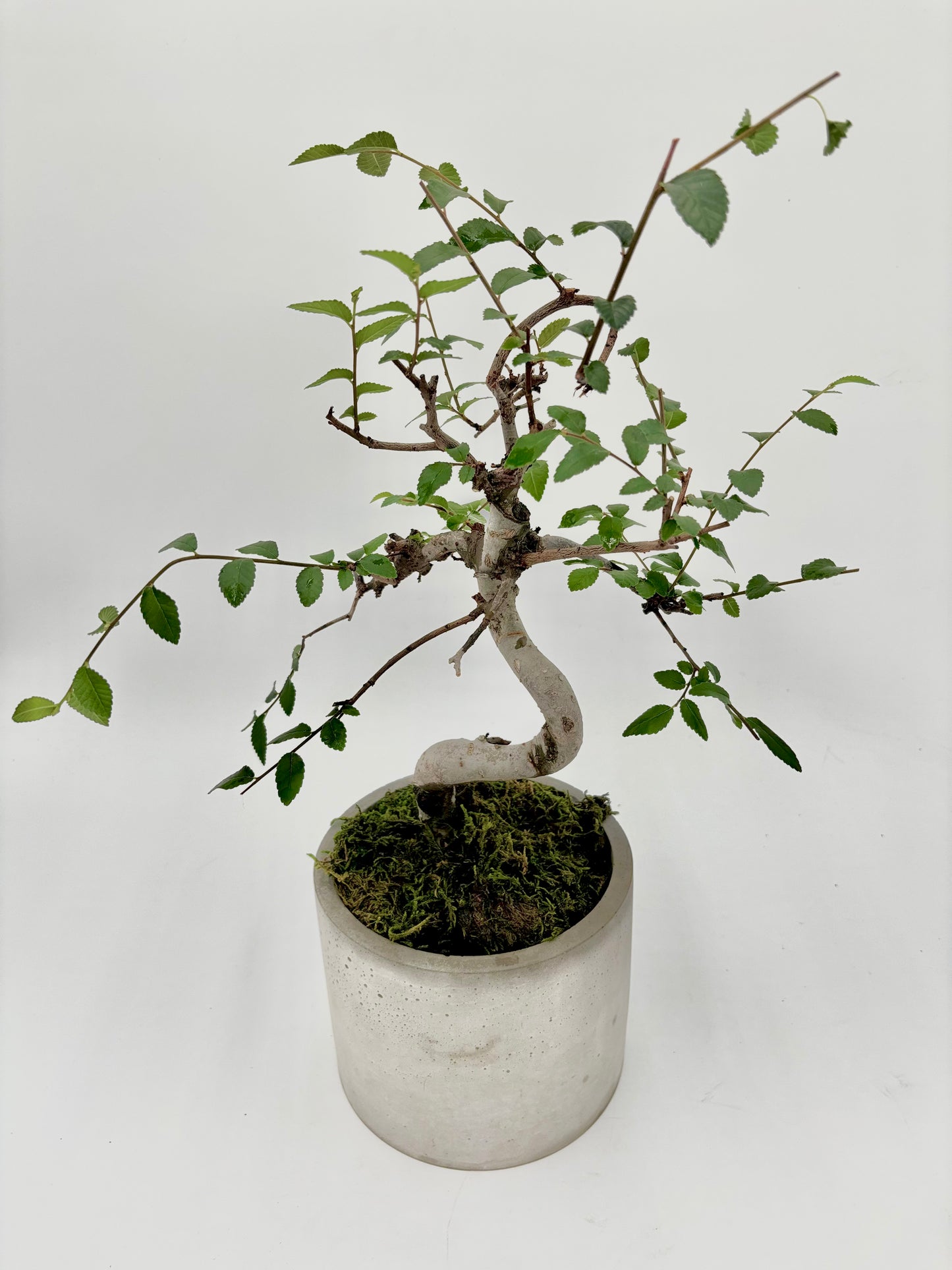 Chinese Elm Round Pot