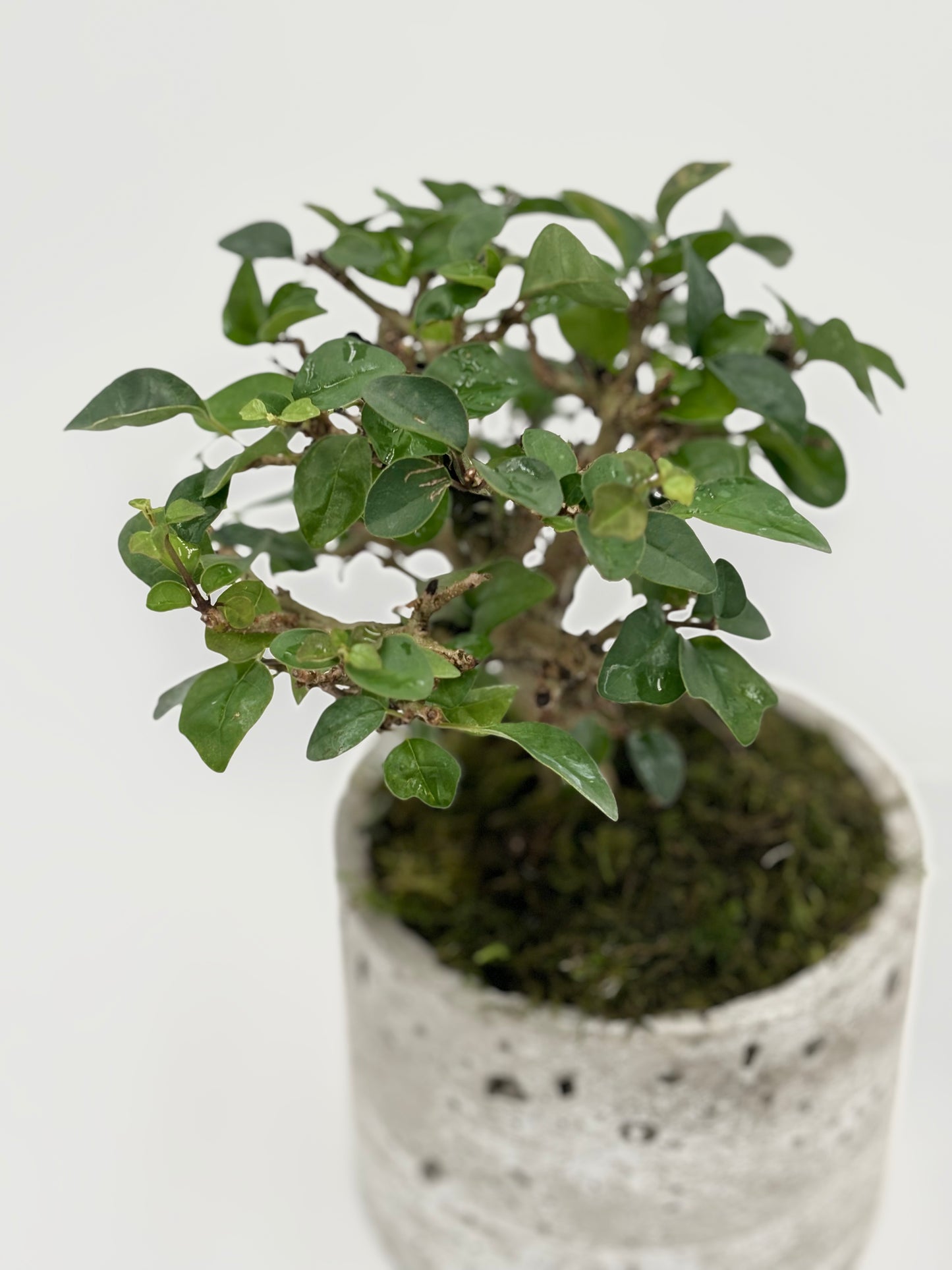 Ficus Retusa Single Trunk Round Pot