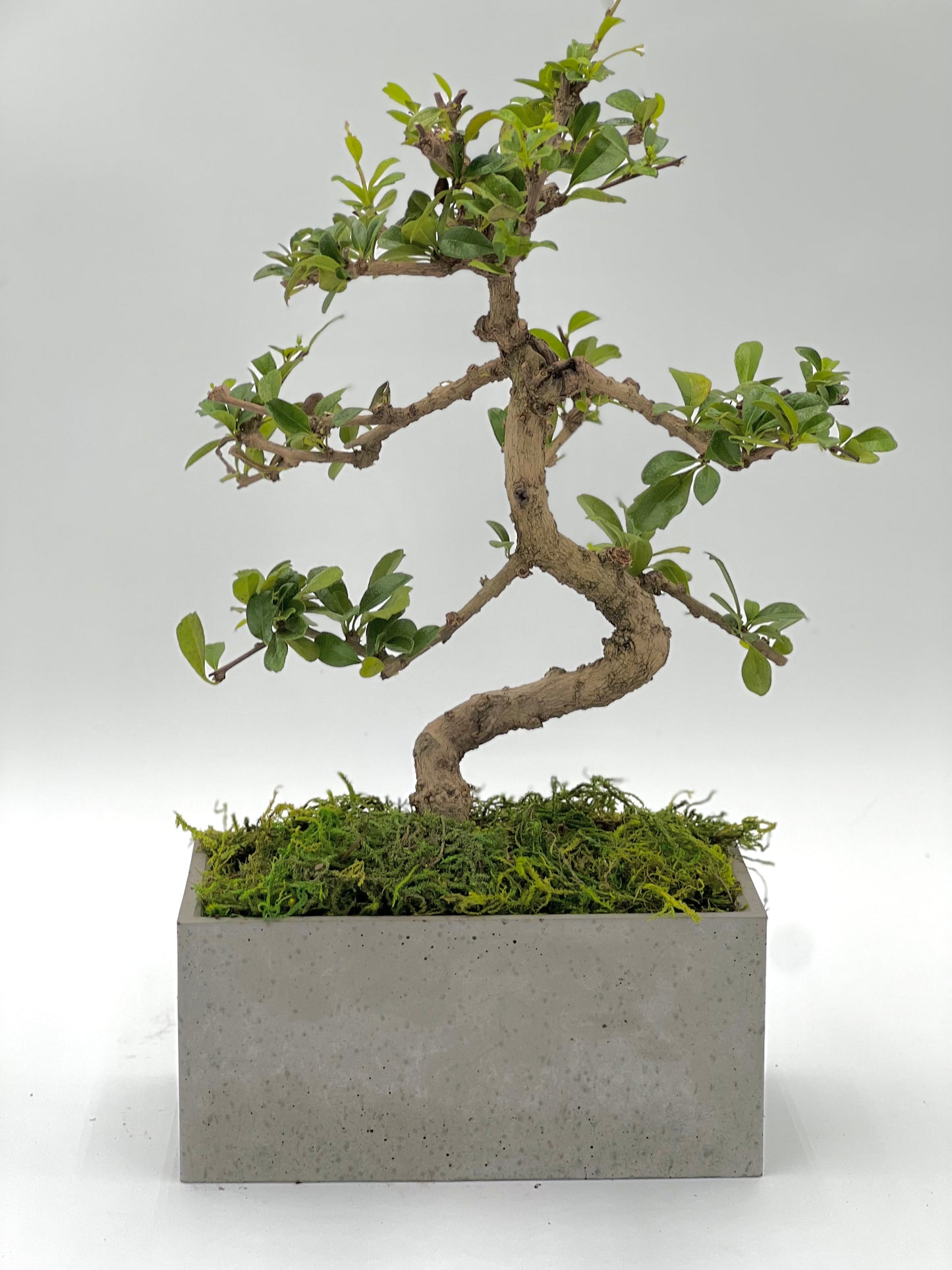 Fukien Tea Rectangle Pot
