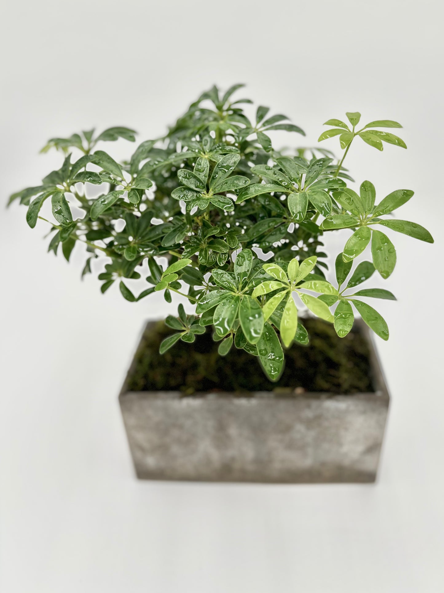 Heptapleurum "Umbrella Tree"
