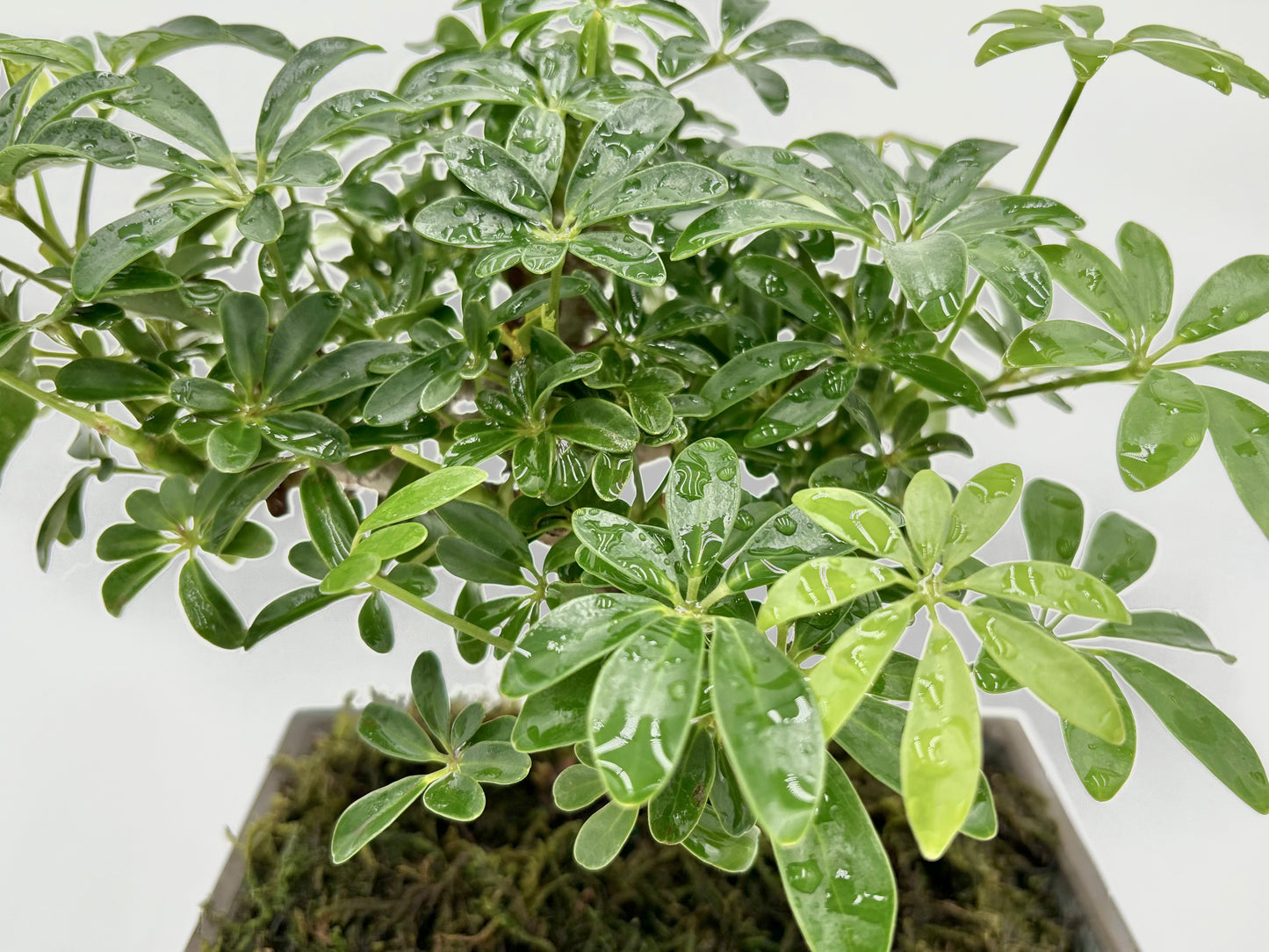 Heptapleurum "Umbrella Tree"