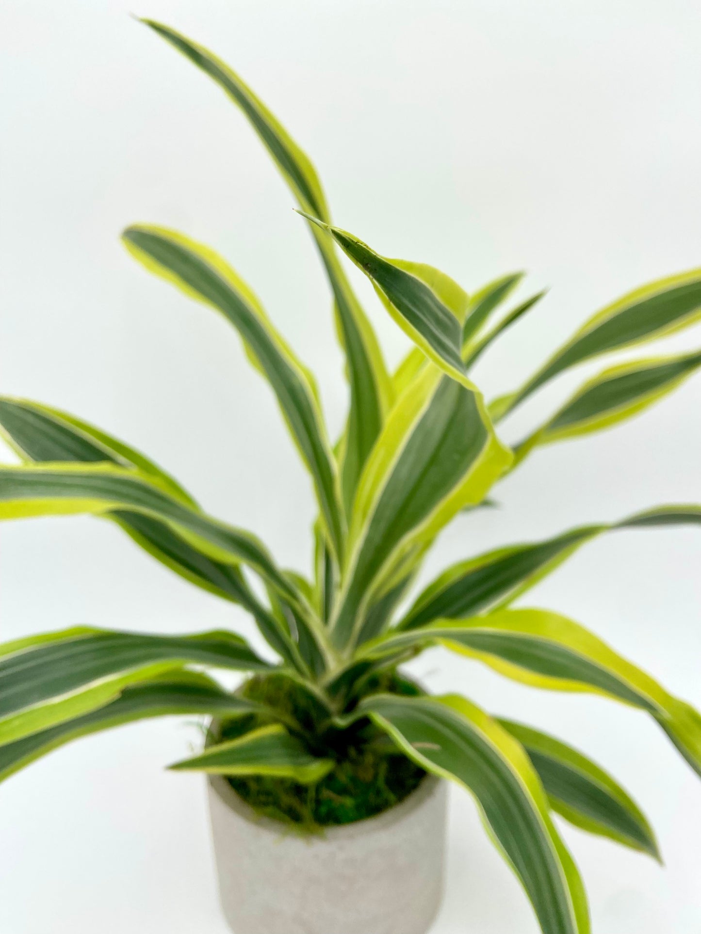 Dracaena "Lemon Lime" Round Pot