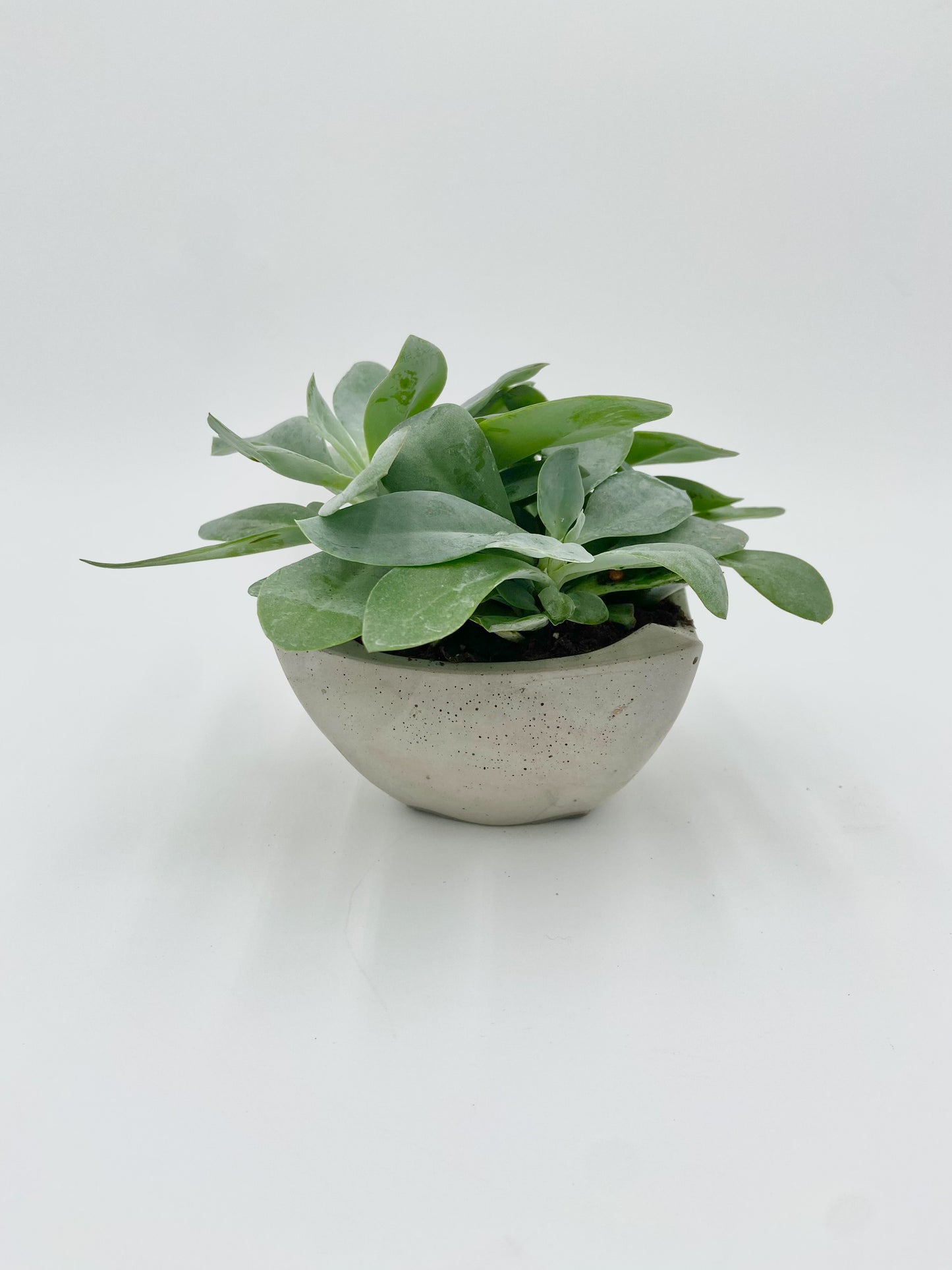 Kleinia Desk Pot