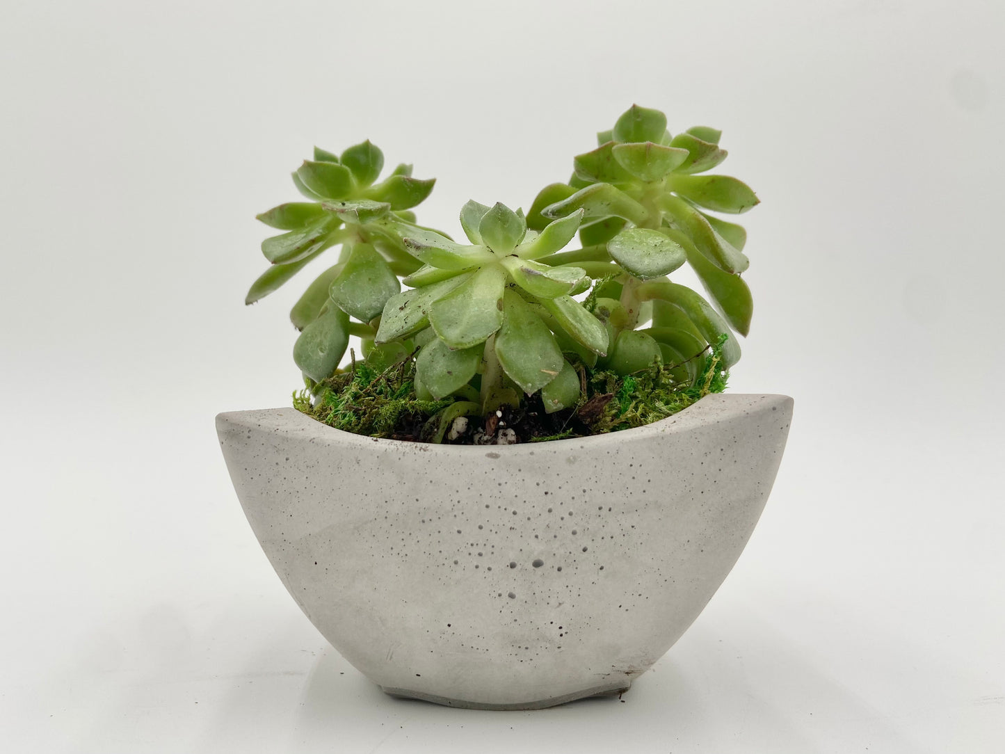 Aeonium Desk Pot