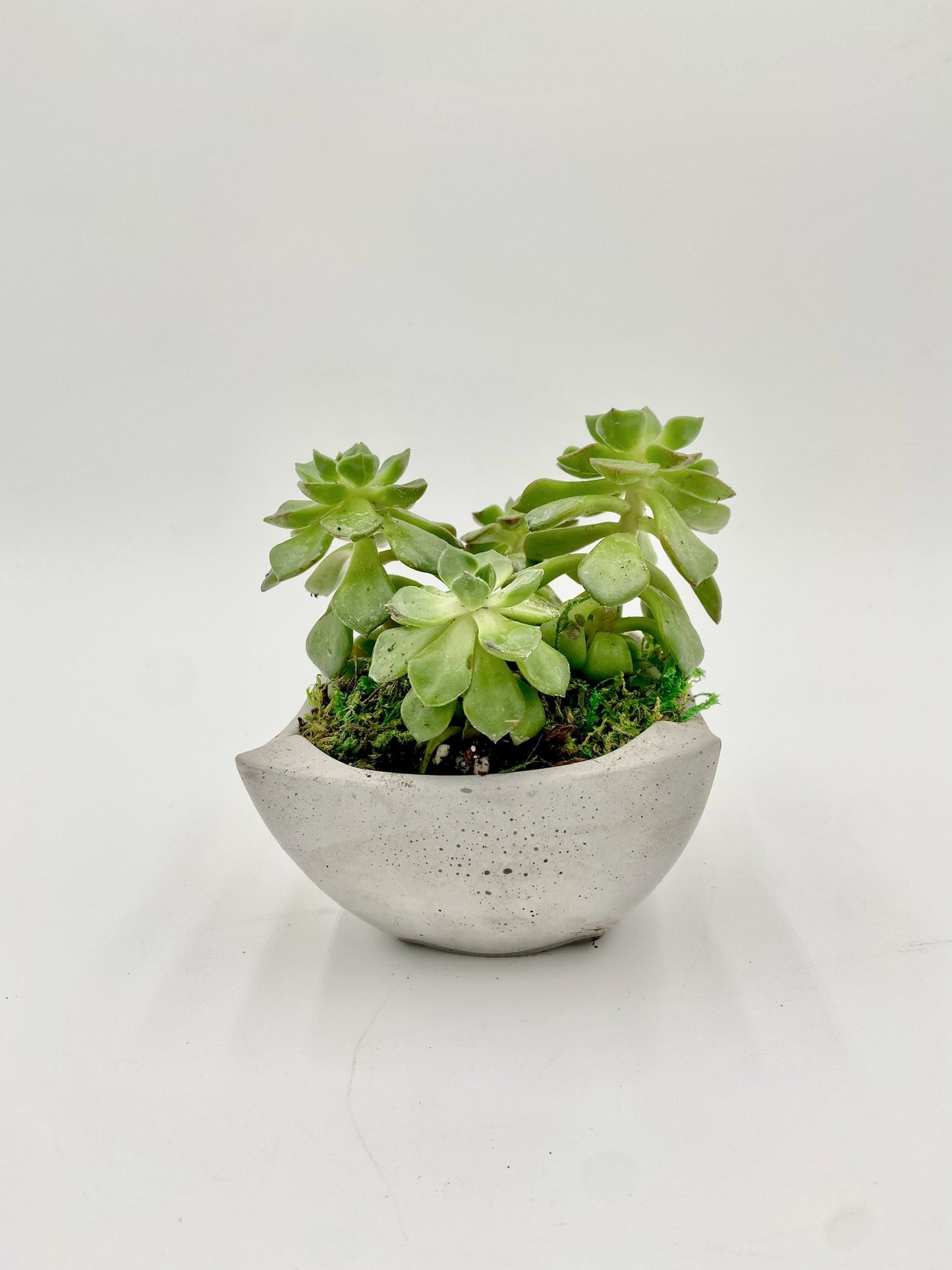 Aeonium Desk Pot