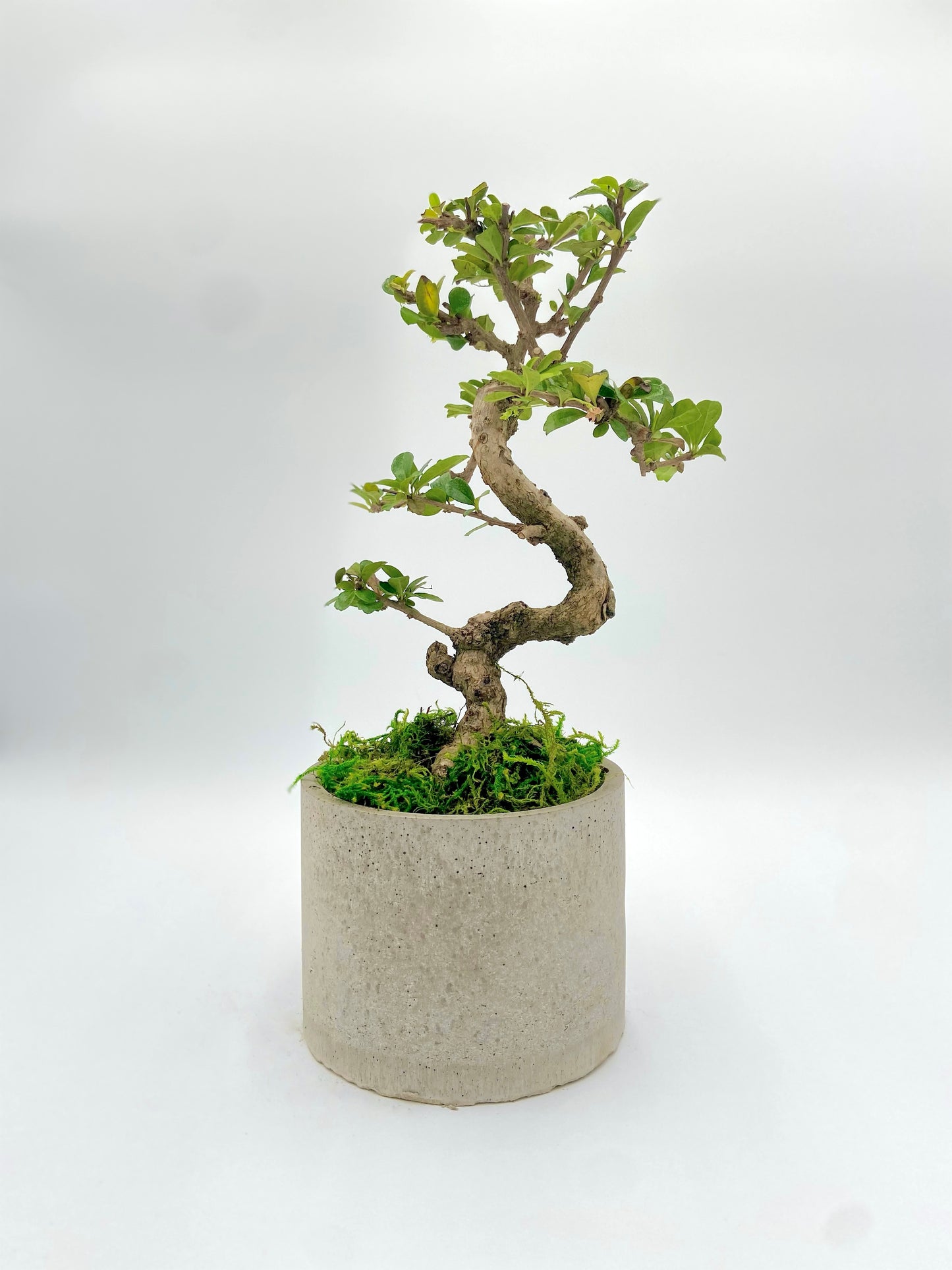 Fukien Tea Round Pot