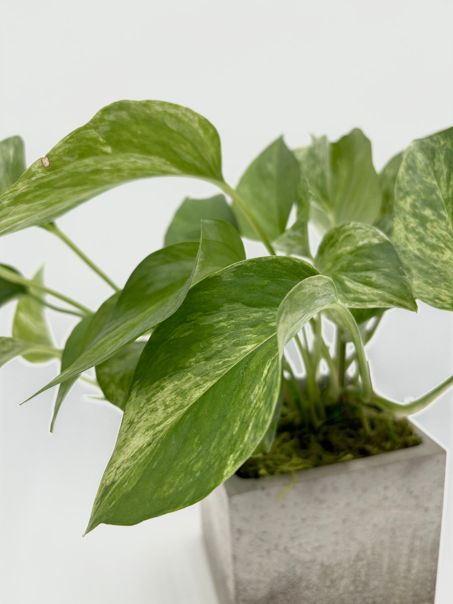 Golden Pothos Square Pot