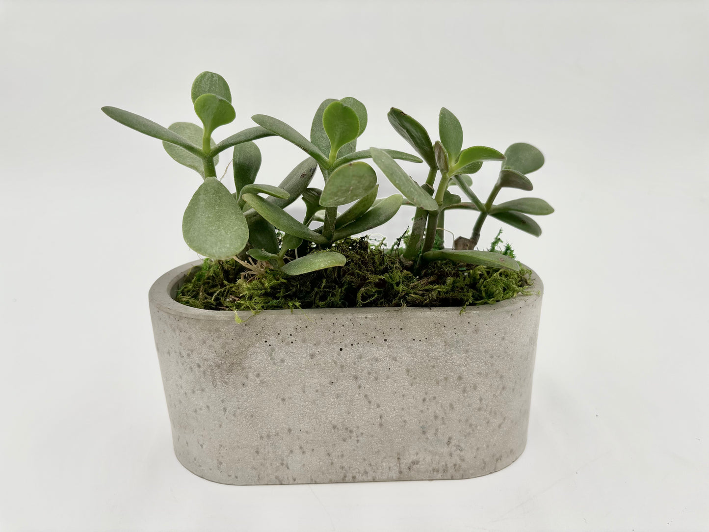 Jade Succulent Oval Pot