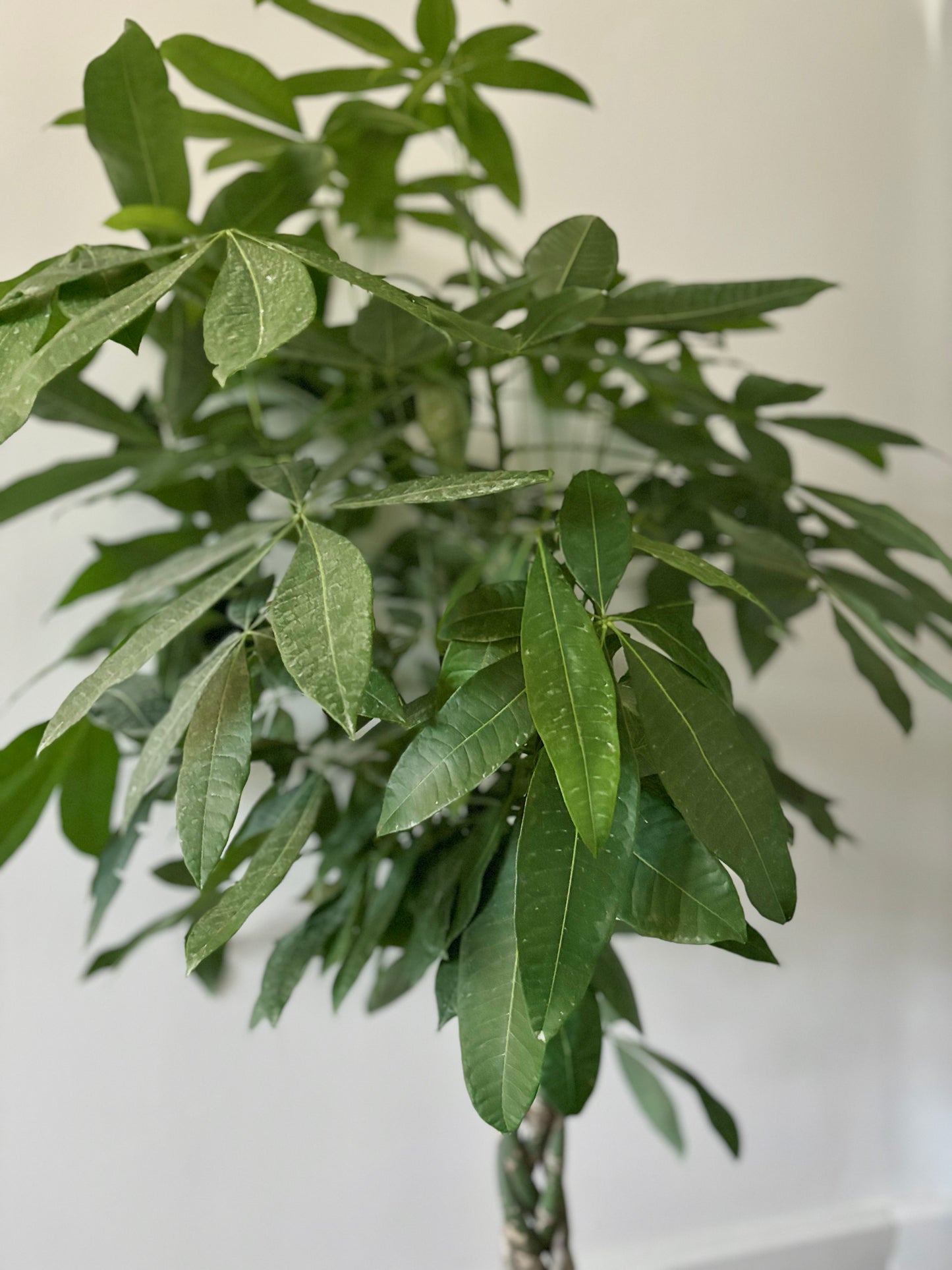 Money Tree Large - Twisted Trunk