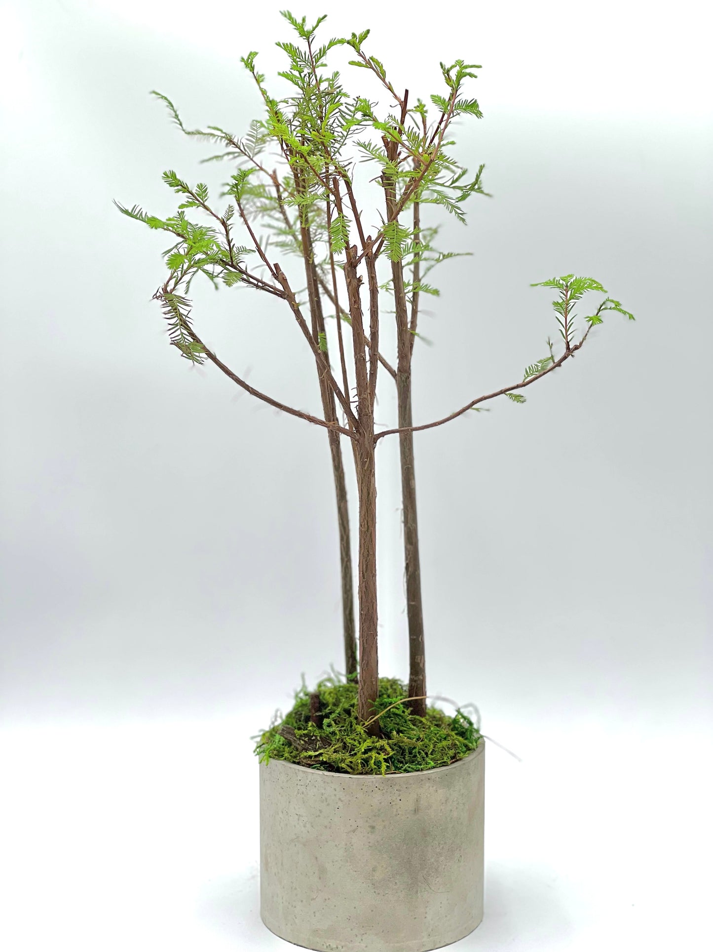 Bald Cypress Forest Round Pot