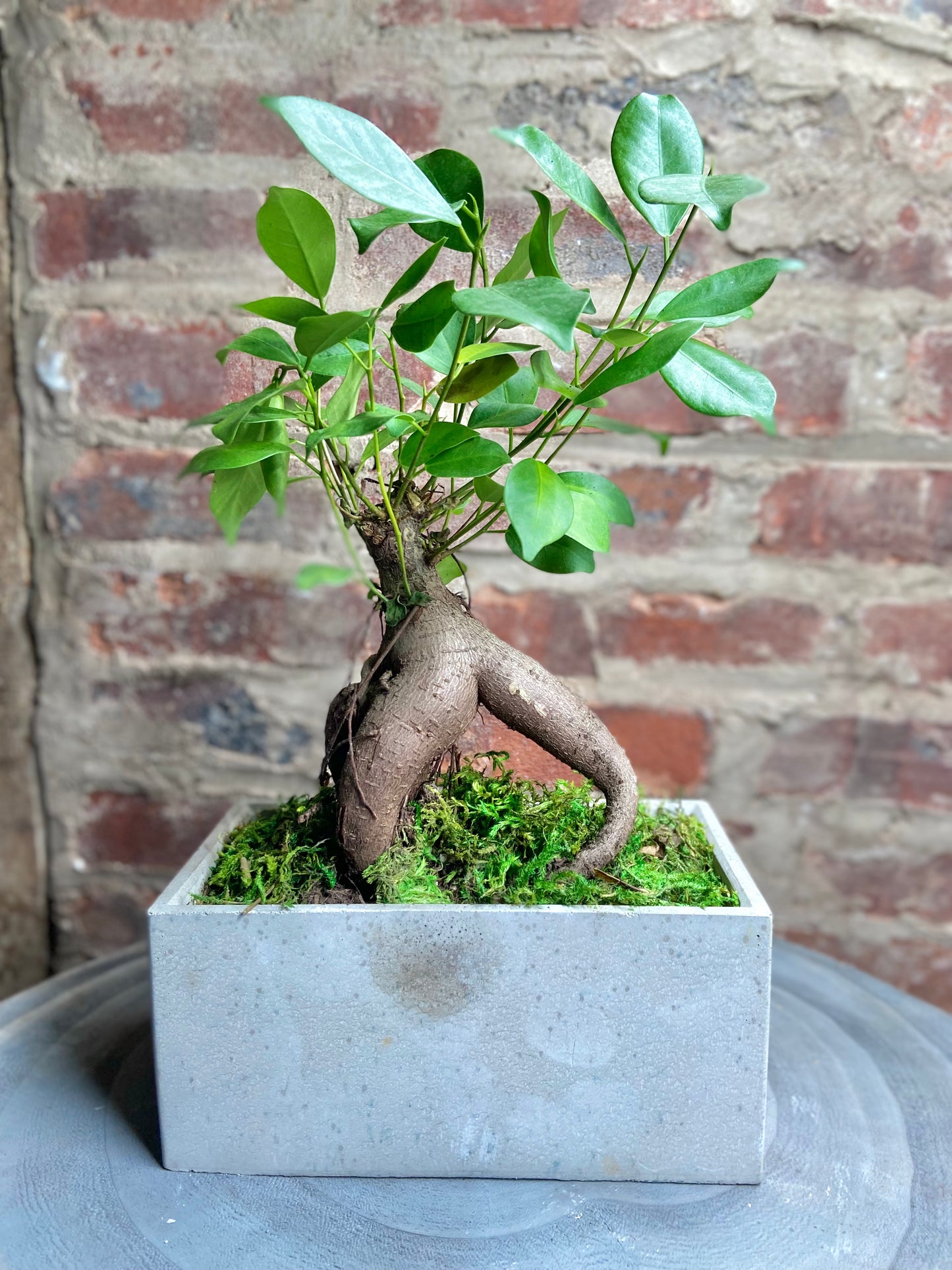 Ginsing Ficus Rectangle Pot