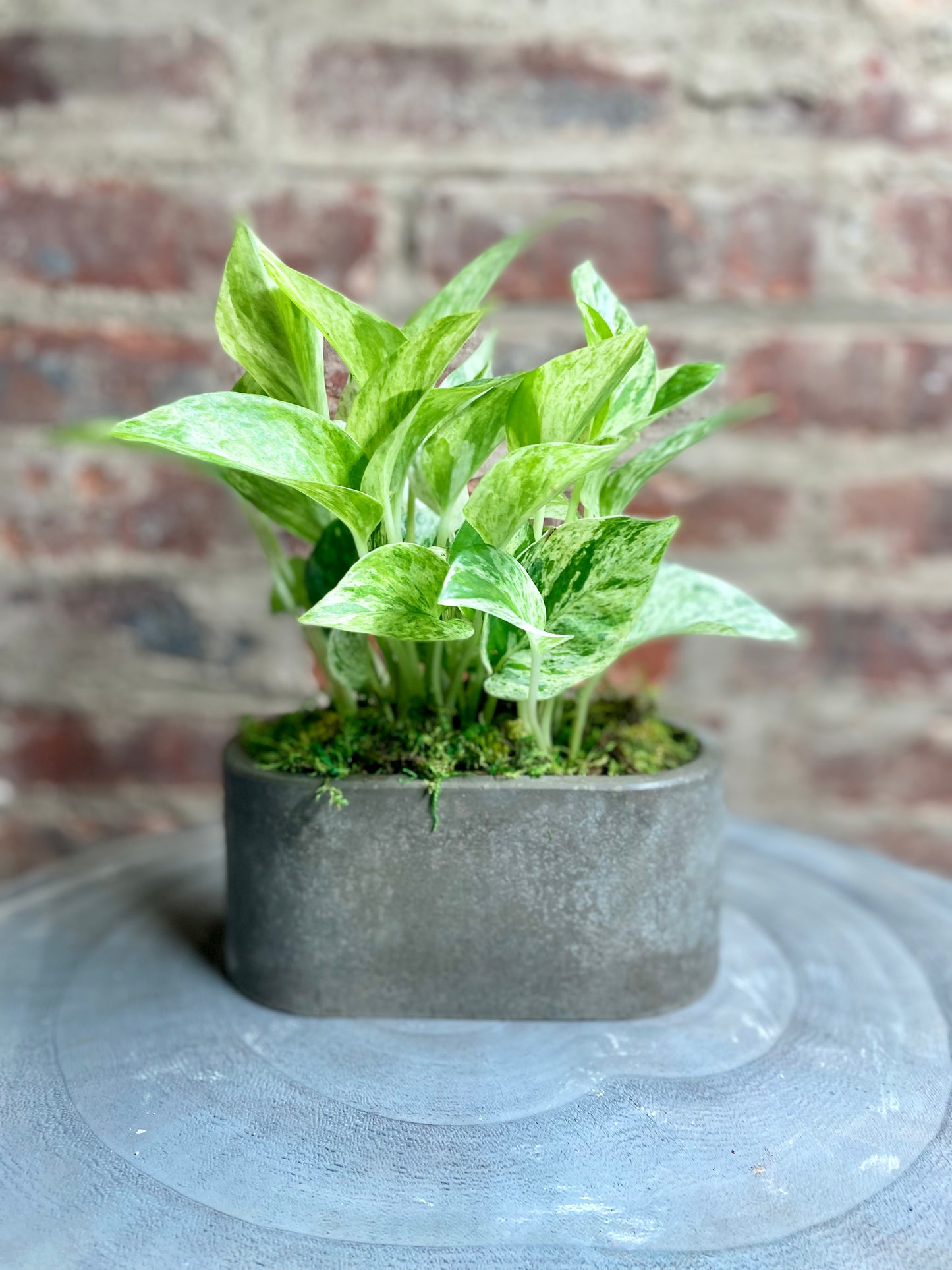 Golden Pothos Oval Pot