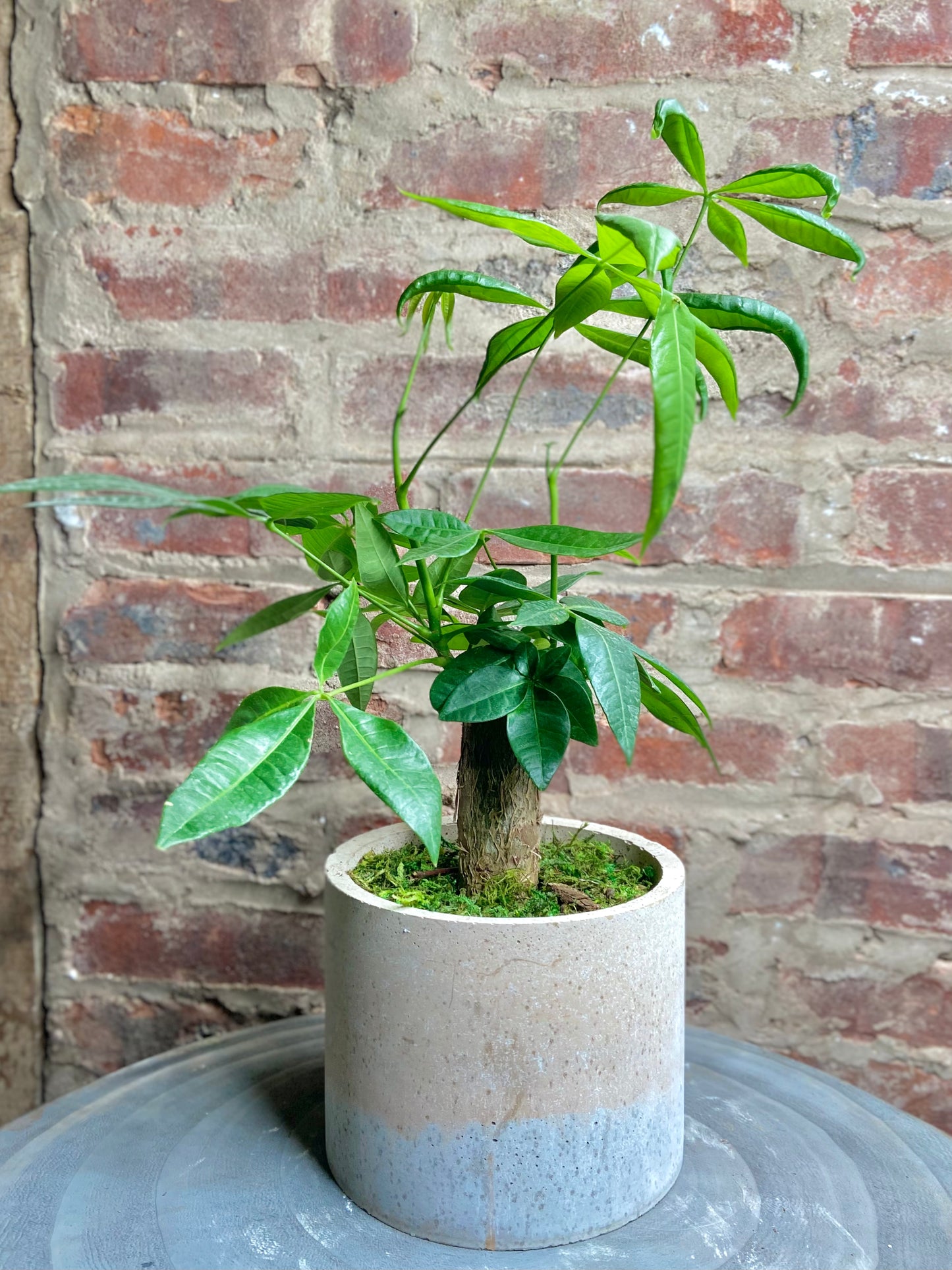 Money Tree Stump Round Pot