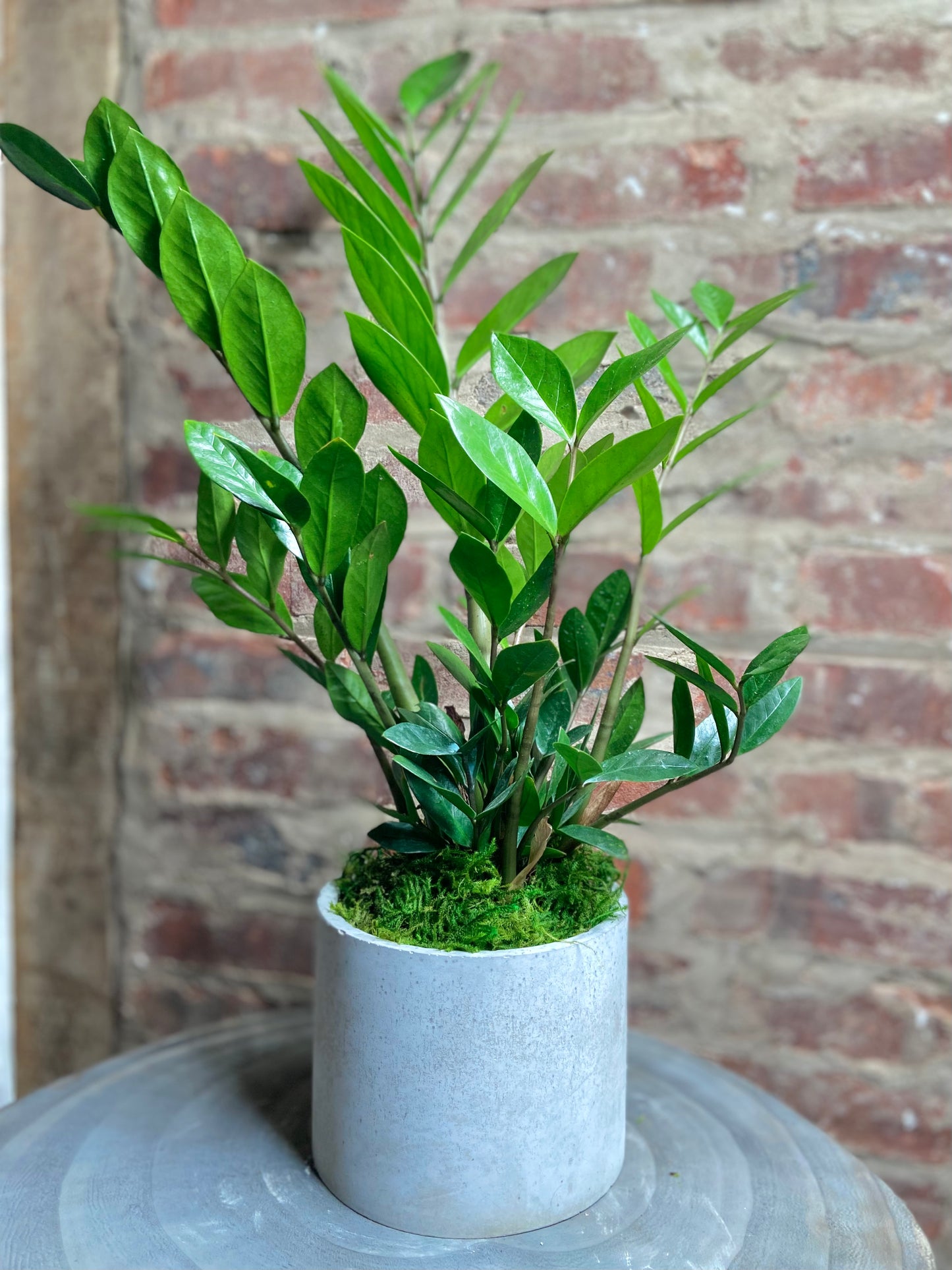 ZZ Plant Round Pot