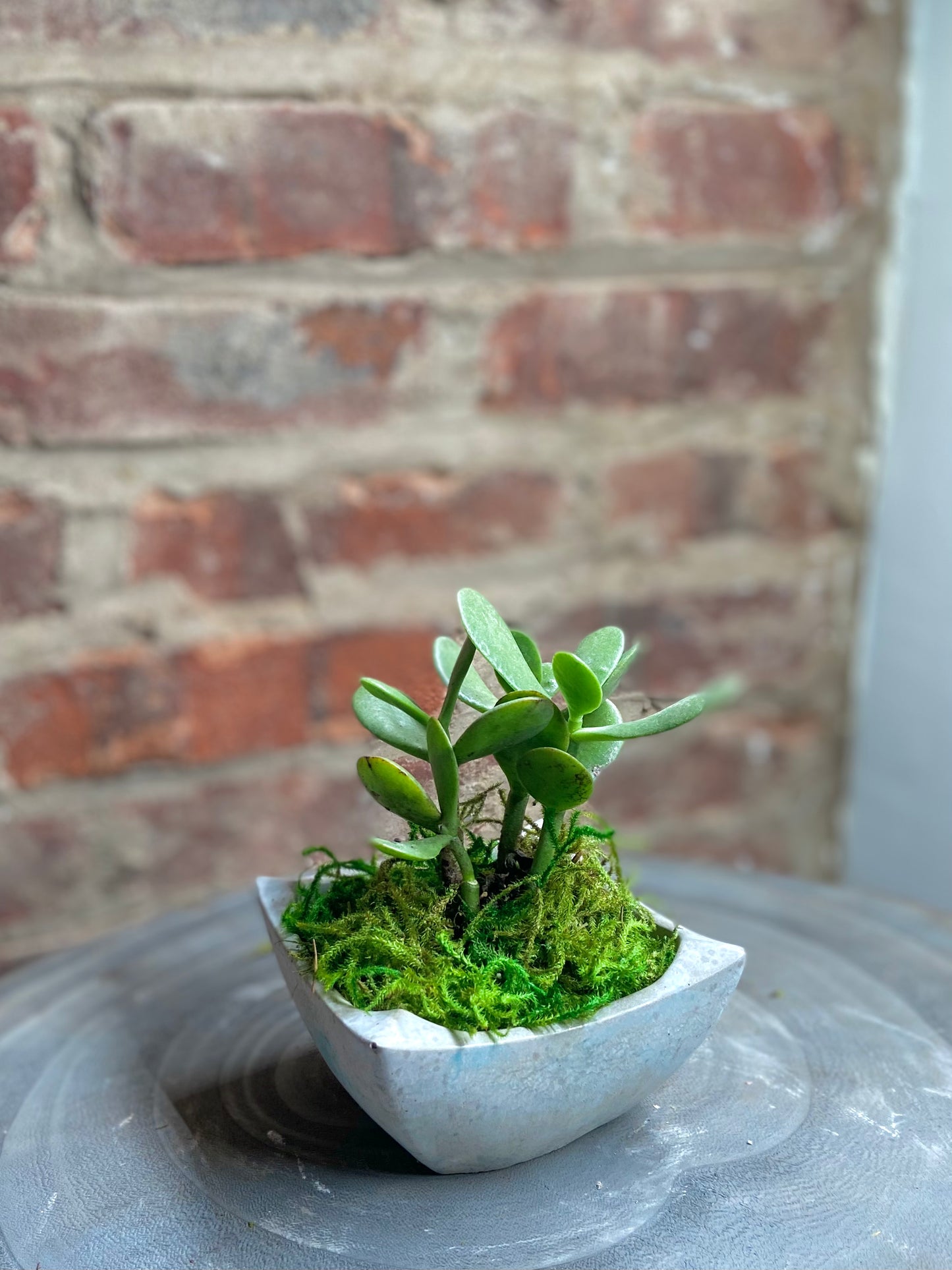 Jade Succulent Desk Pot