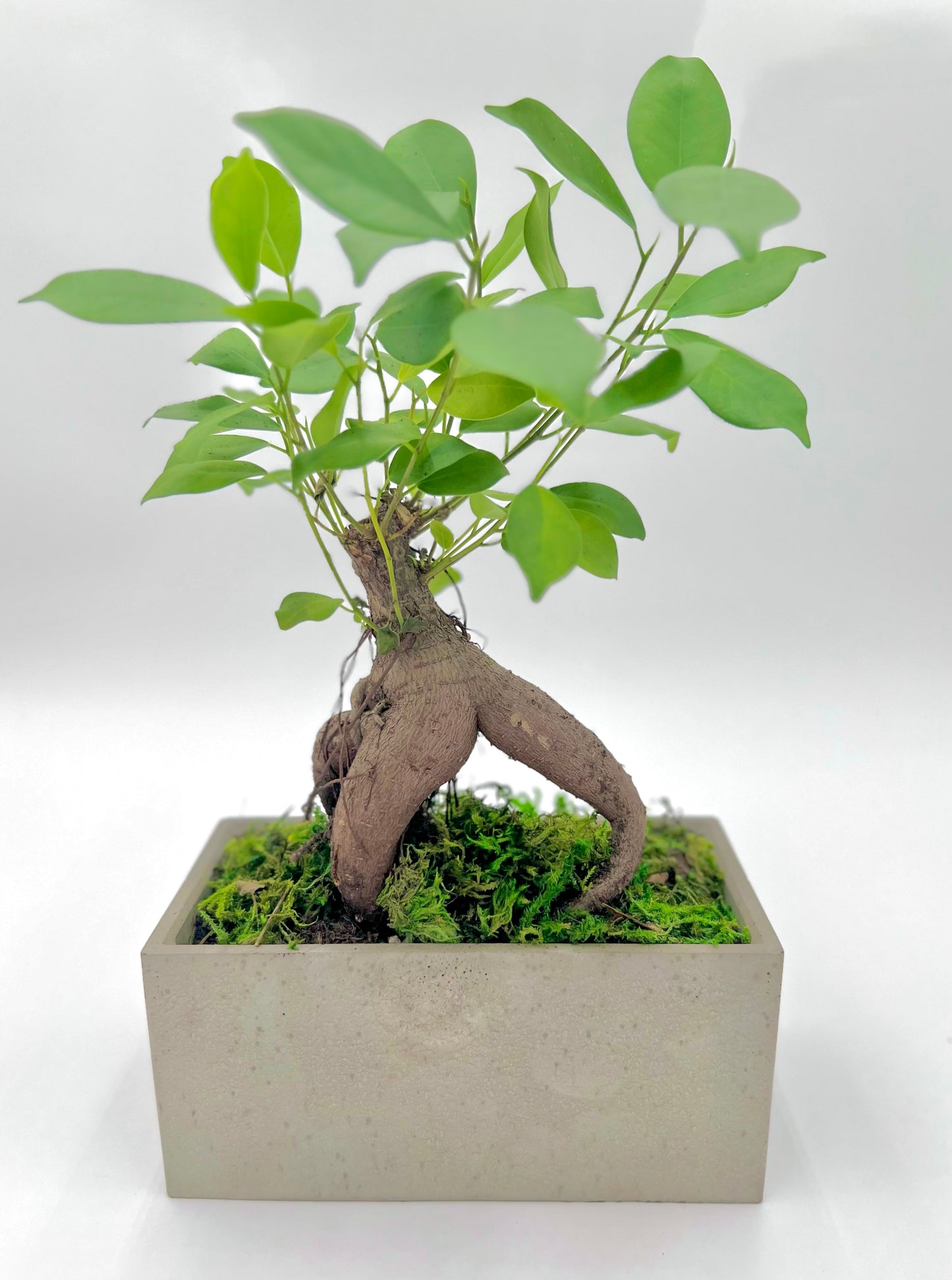 Ginsing Ficus Rectangle Pot