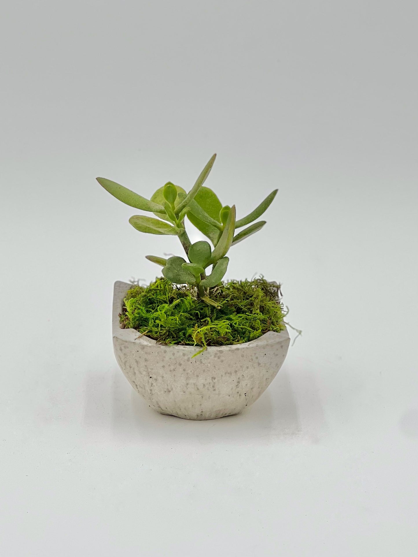 Jade Succulent Desk Pot
