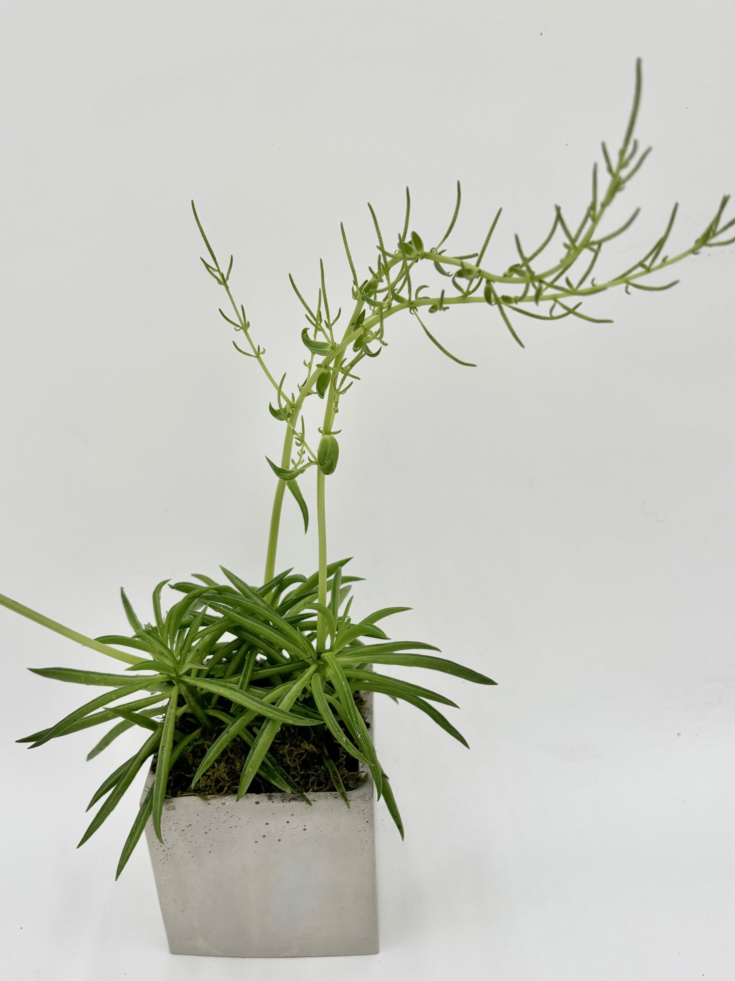 Peperomia "Bean Plant"