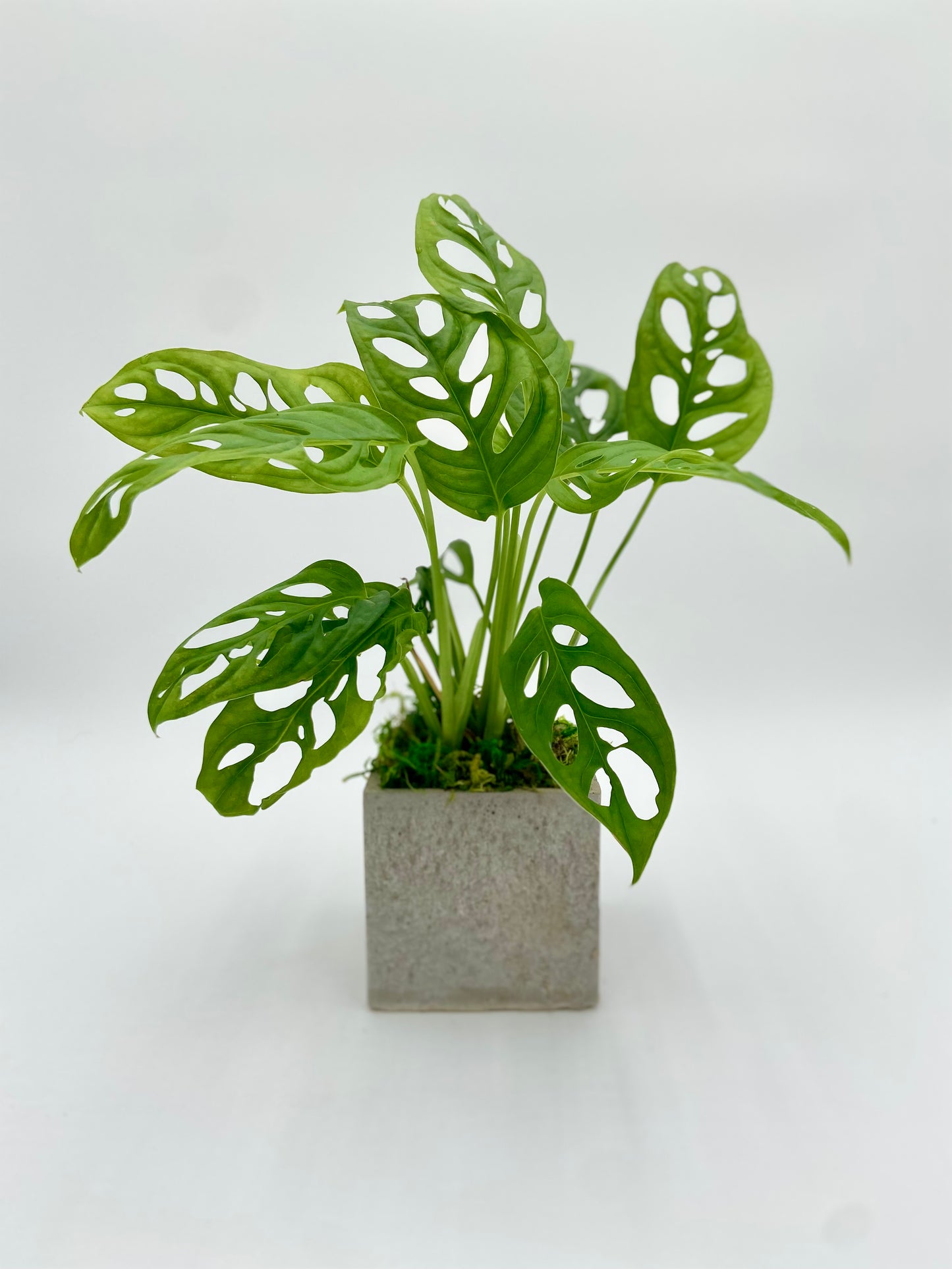 Swiss Cheese Plant Square Pot