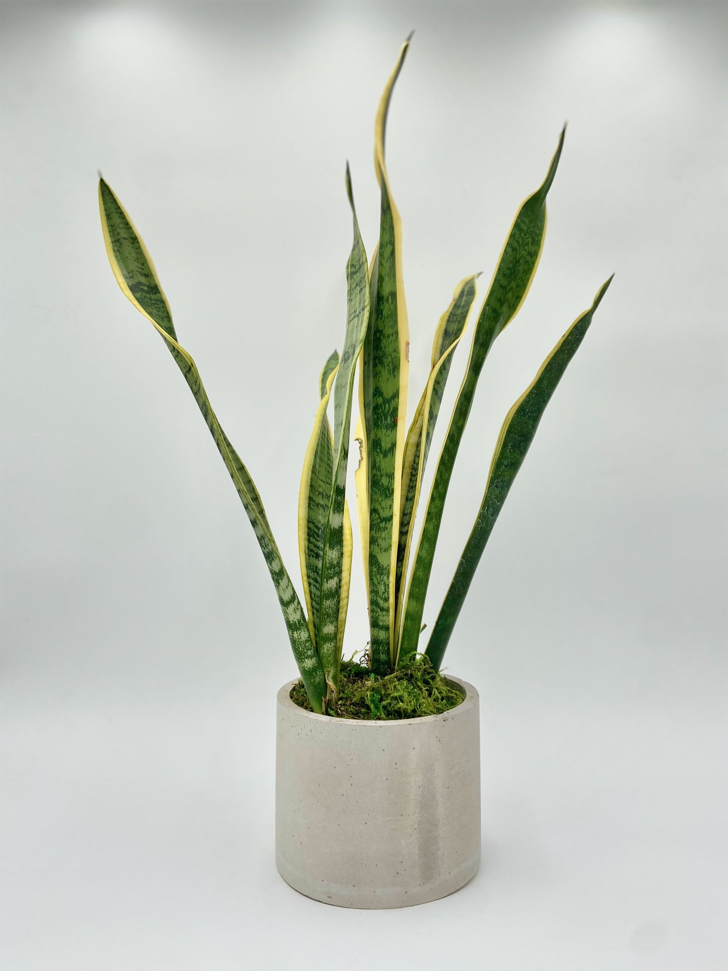 Sanseviera "Snake Plant" Round Pot
