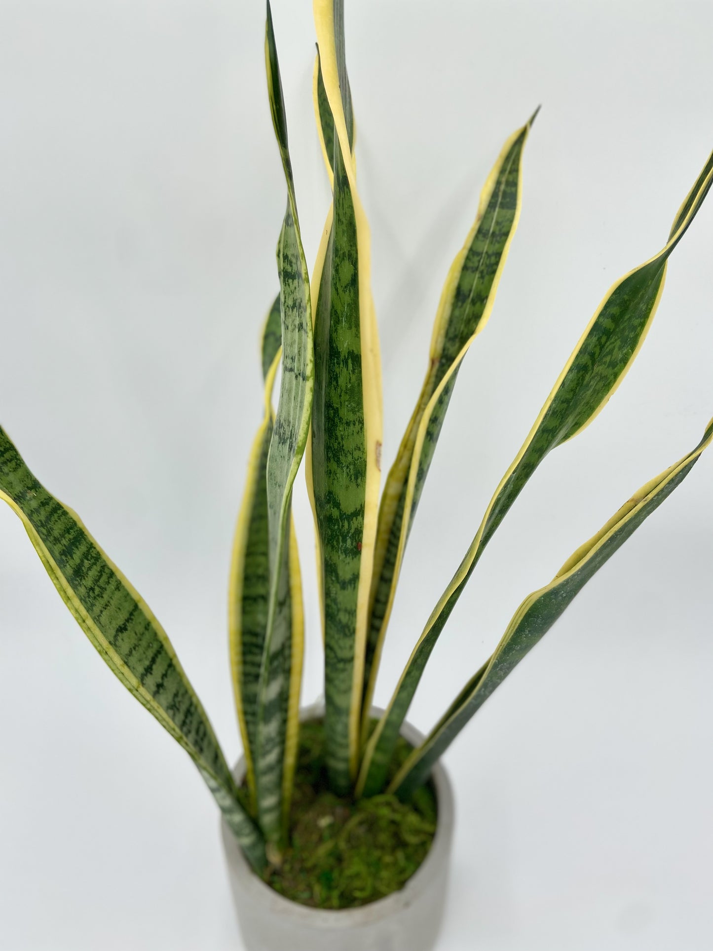 Sanseviera "Snake Plant" Round Pot