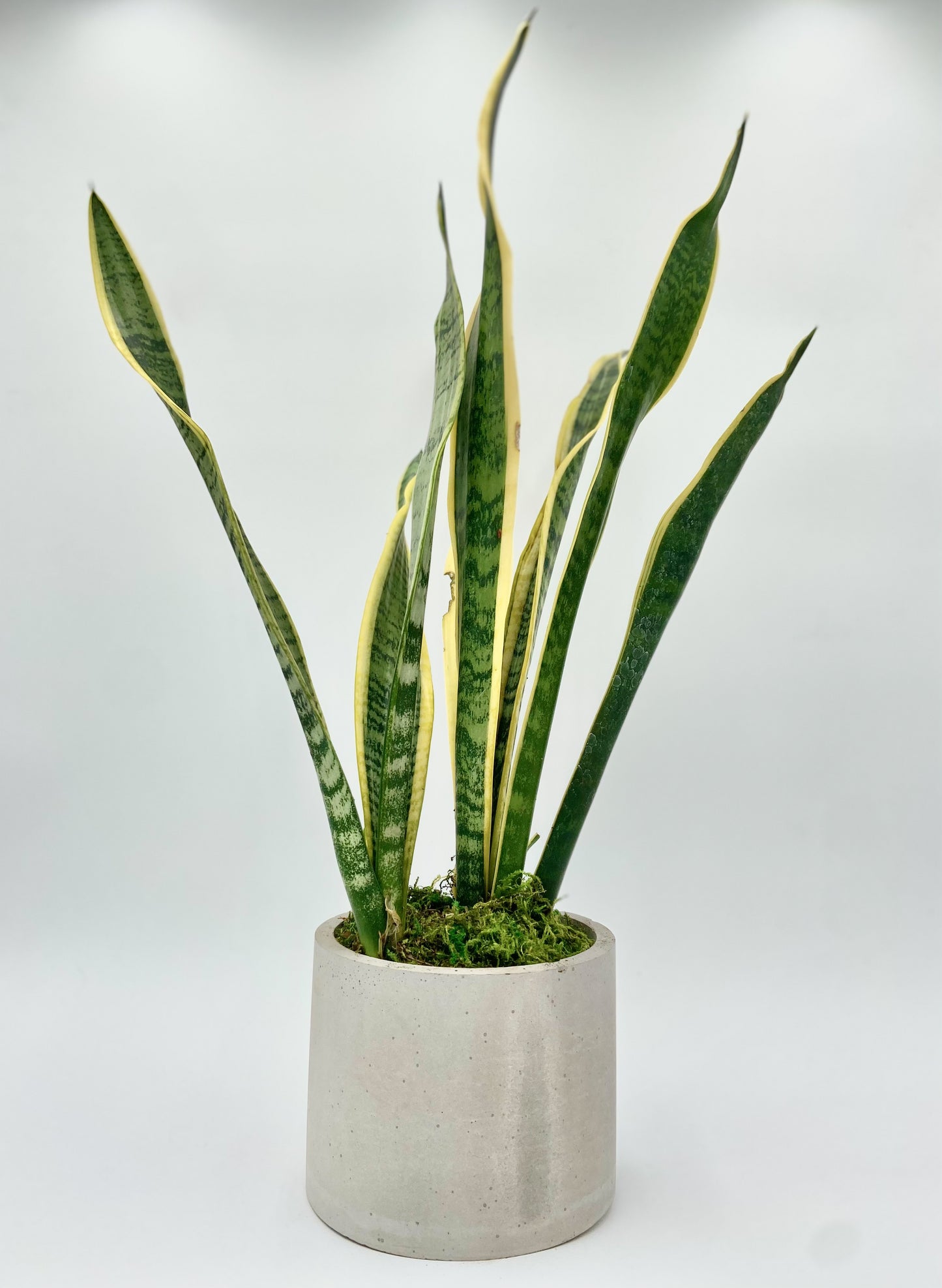 Sanseviera "Snake Plant" Round Pot