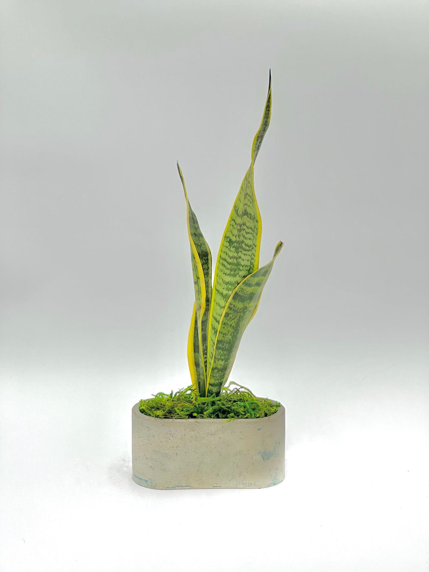 Sansevieria "Snake Plant" Oval Pot