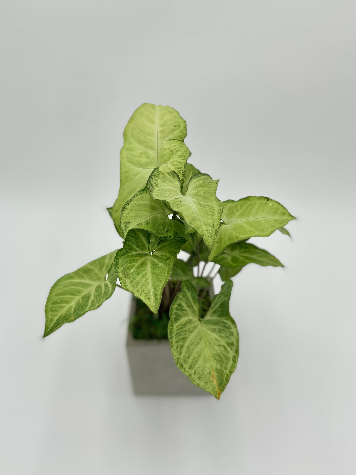 Syngonium "Arrowhead Plant" Square Pot