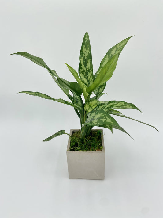 Agleonema "Juliette" Square Pot