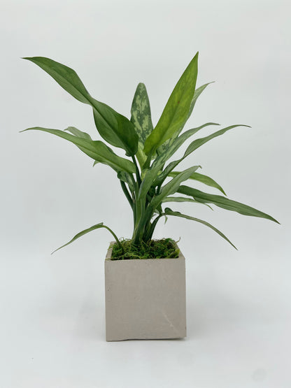 Agleonema "Juliette" Square Pot