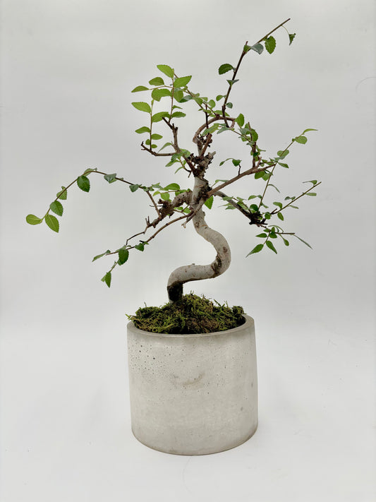 Chinese Elm Round Pot