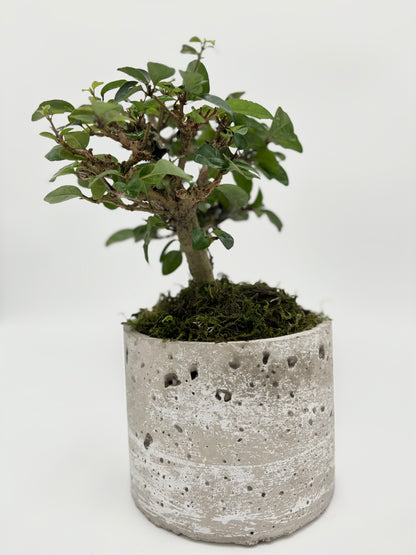 Ficus Retusa Single Trunk Round Pot