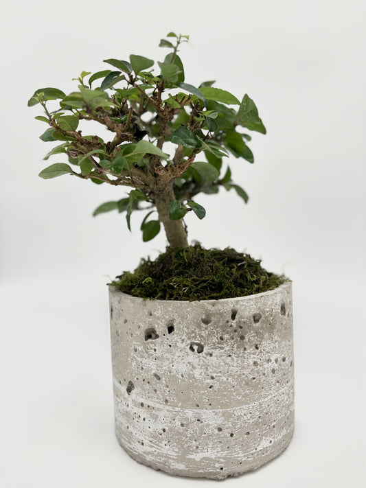 Ficus Retusa Single Trunk Round Pot