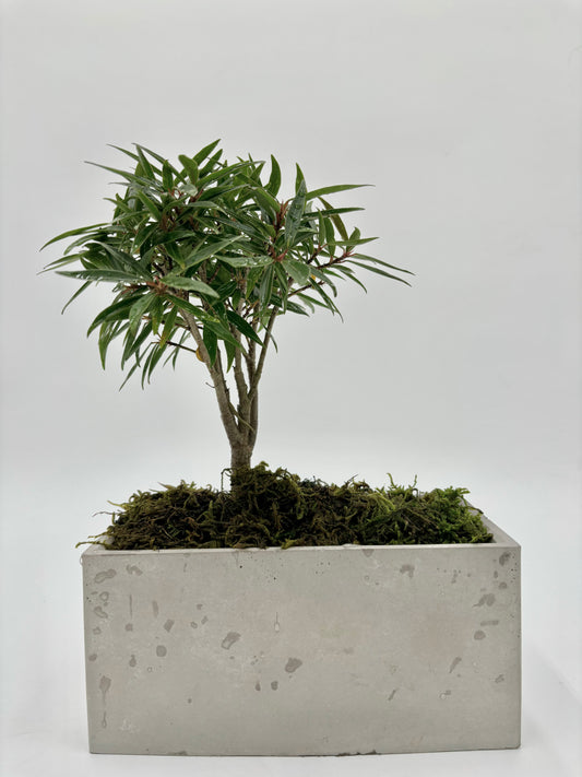 Ficus Salicaria "Willow Leaf"