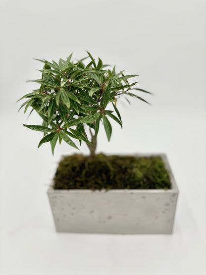 Ficus Salicaria "Willow Leaf"