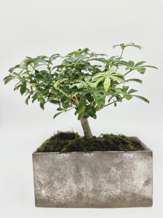 Heptapleurum "Umbrella Tree"