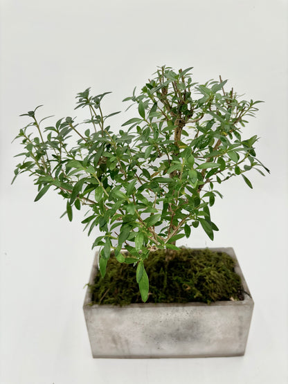 Serissa "Snow Rose"
