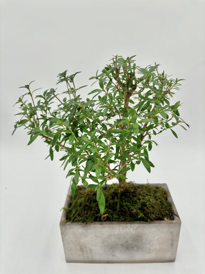 Serissa "Snow Rose"