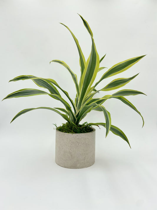 Dracaena "Lemon Lime" Round Pot