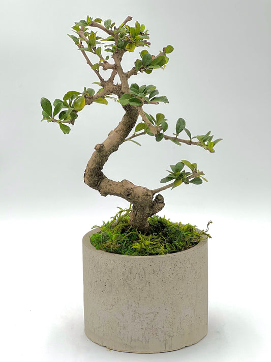 Fukien Tea Round Pot