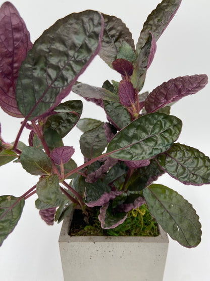 Hemigraphis "Waffle Plant" Square Pot