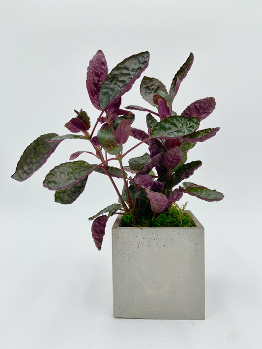 Hemigraphis "Waffle Plant" Square Pot