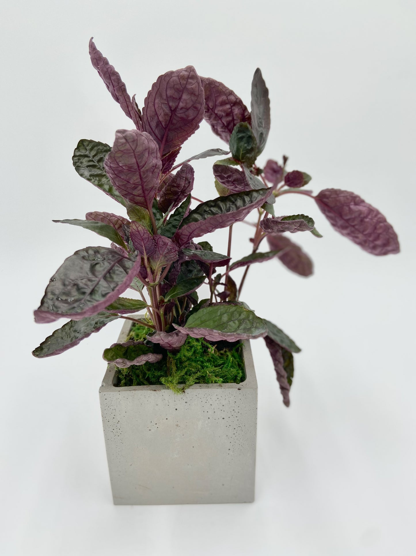 Hemigraphis "Waffle Plant" Square Pot