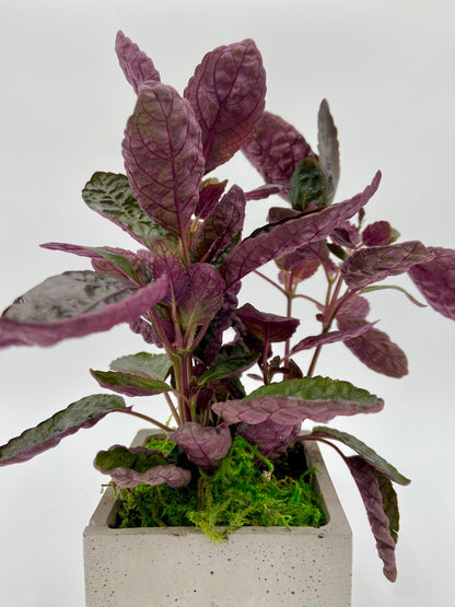 Hemigraphis "Waffle Plant" Square Pot