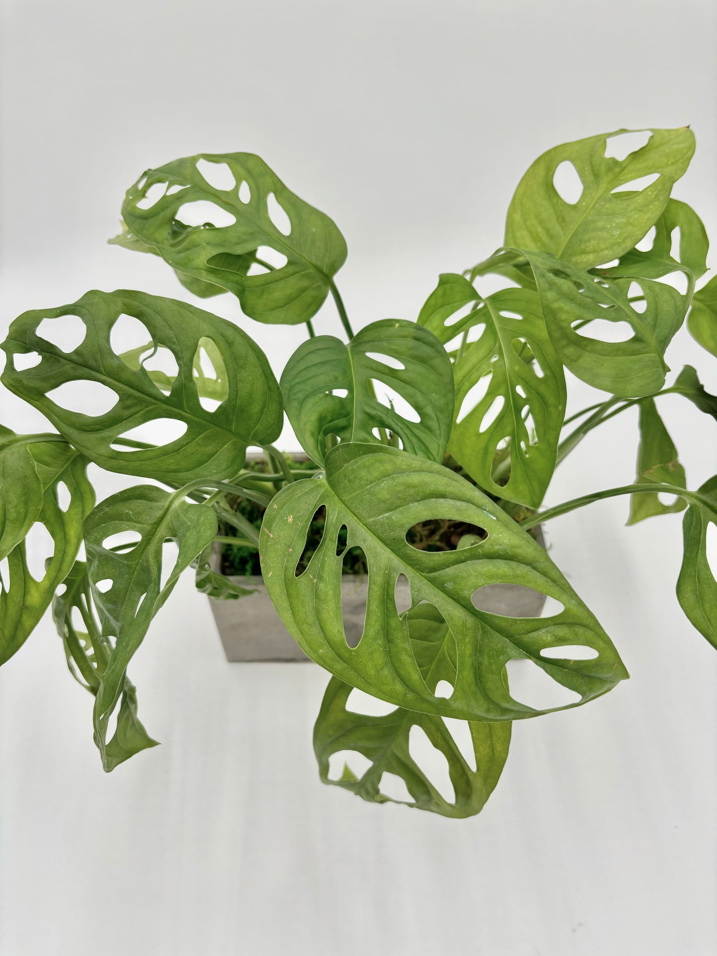 Swiss Cheese Plant Rectangle Pot