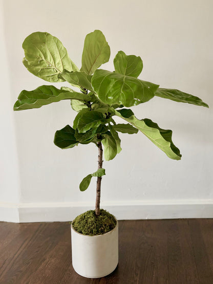 Large Fiddle Leaf Fig