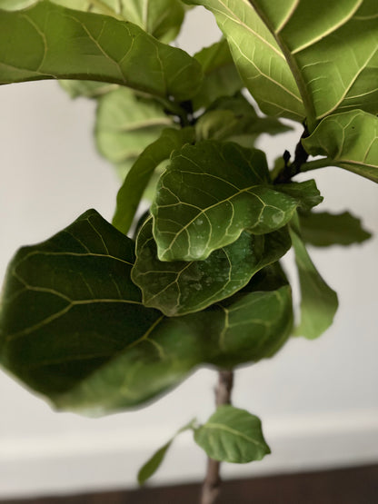 Large Fiddle Leaf Fig